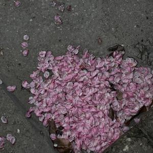 欧美变态另类刺激
